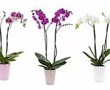 Melyek a leggyakoribb orchideabetegsegek es hogyan lehet megelozni oket?