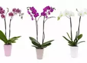Melyek a leggyakoribb orchideabetegsegek es hogyan lehet megelozni oket?