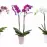 Melyek a leggyakoribb orchideabetegségek és hogyan lehet megelőzni őket?