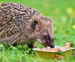 Hogyan gondozzuk a sunoket a kertben?