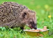 Hogyan gondozzuk a sünöket a kertben?