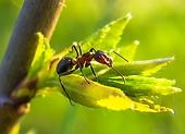 Házi jogorvoslatok a kertben lévő hangyák ellen. Hogyan lehet gyorsan és hatékonyan megszabadulni tőlük?