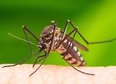 Szúnyogok, hogyan védekezhetsz ellenük hatékonyan. Bemutatkoznak az otthoni módszerek!