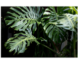 Monstera hogyan gondoskodjon ru00f3la