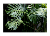 Monstera hogyan gondoskodjon ru00f3la