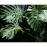 Monstera hogyan gondoskodjon róla? A legszebb cserepes virágok.