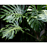 Monstera hogyan gondoskodjon róla? A legszebb cserepes virágok.