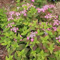 Hydrangea serrata intermedia 30-50 C5