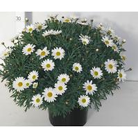 Argyranthemum P18 fehér