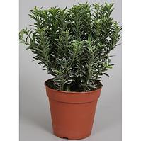 Euonymus P14 fajtákban