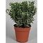 Euonymus P14 fajtákban