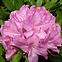 Rhododendron Hybridum C1