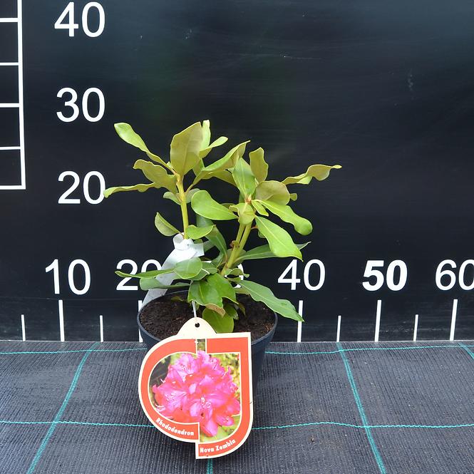 Rhododendron Hybridum C1