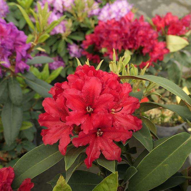 Rhododendron Hybridum C1