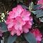 Rhododendron Hybridum C1,3