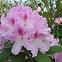 Rhododendron Hybridum C1,7
