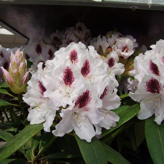 Rhododendron Hybridum C1
