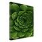 Canvas 60x80c St557 Agave,2