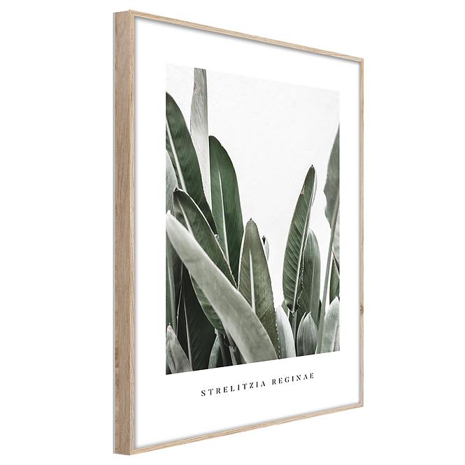 Artbox Digi 50x70 Br005 Strelitzia