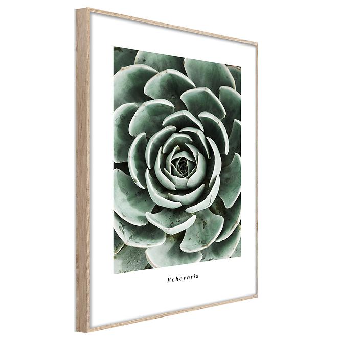 Artbox Digi 50x70 Br007 Echeveria