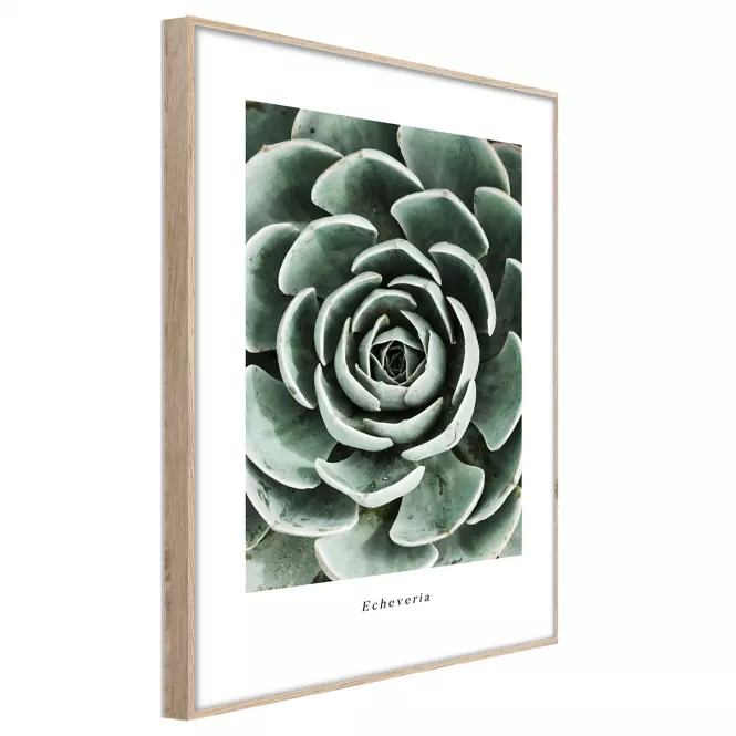 Artbox Digi 50x70 Br007 Echeveria,2