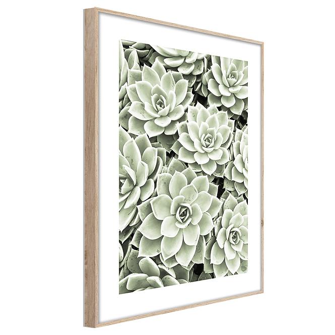 Artbox Digi 50x70 Br009 Succulents