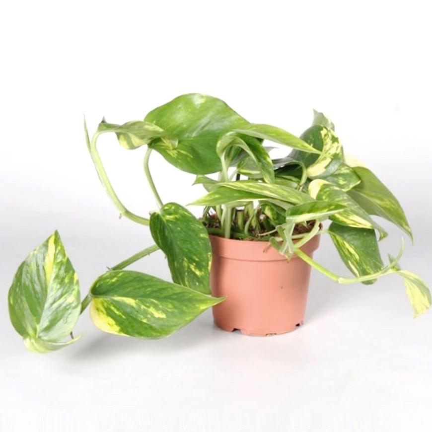 Epipremnum Scindapsus Mix K12