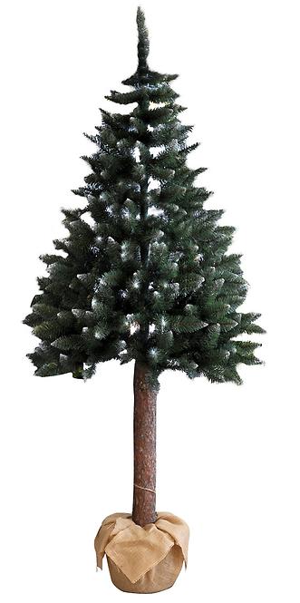 Karácsonyfa lucfenyő a tuskón BK 220 cm