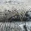 Szőnyeg Daisy 1,6/2,3 C360X 13R58 bézs,7