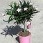 Nerium oleander K14,3