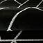 Szőnyeg Frisee Diamond 1,33/1,9 B0052 fekete/ezüst,6