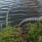 Aquatic Plus 4 m nyomócsöves szett 4 m fekete,3