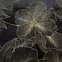 Sötétítő STELLA 140X250 karikán 388311,8