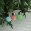 Napelemes lámpa RING RGB EKO0585,4