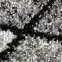 Szőnyeg Frisee Phoenix 0,8/1,5 3016 244,8