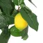 Mű citrusfa 65 cm,2