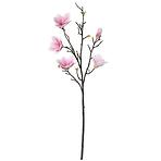 Magnólia ág  110 cm