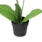 Művirág fehér orchidea cserépben 40 cm,3