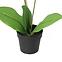 Művirág fehér orchidea cserépben 40 cm,3