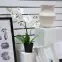 Művirág fehér orchidea cserépben 40 cm,4