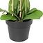 Mű orchidea cserépben 80 cm,3