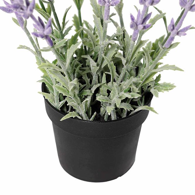 Mű levendula cserépben 25 cm,3