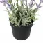 Mű levendula cserépben 25 cm,3