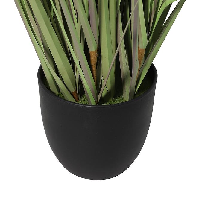 Műnád cserépben 58 cm