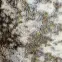 Szőnyeg Creation 0,8/1,5 50229 261 krém,5