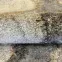 Szőnyeg Thales 0,8/1,5 6158 460 krémszínű,5