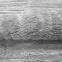Szőnyeg Titanium 0,8/1,2 60002 ZE7 H,6