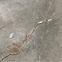 Csempe gres Toscana Greige Lappato 60/120 Rect. (CIC),3