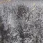 Karikás függöny Velvet Justi YX514/6 135x250 cm szürke,2