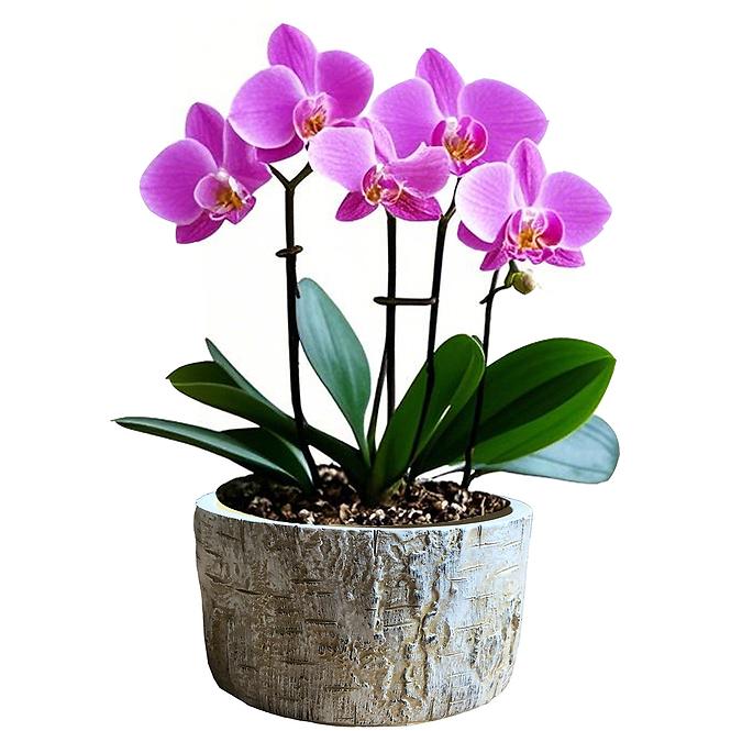 Virágcserép YS44361 cement 15,7x15,7x8,2 Antique White